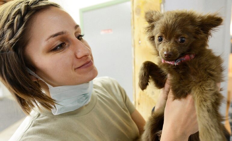 Más de 50 mil Médicos Veterinarios en México cuidan la salud animal y promueven el bienestar de las personas